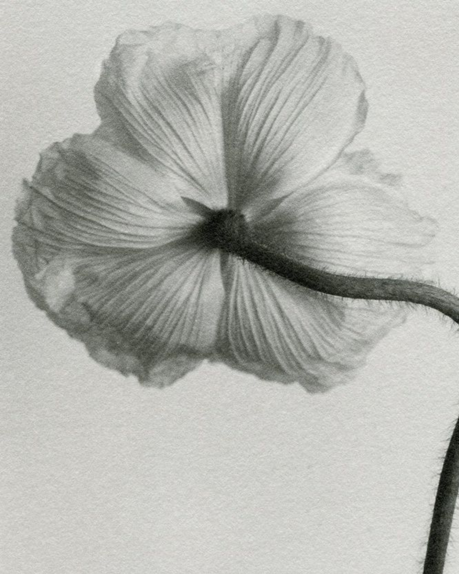 Detalle del vestido